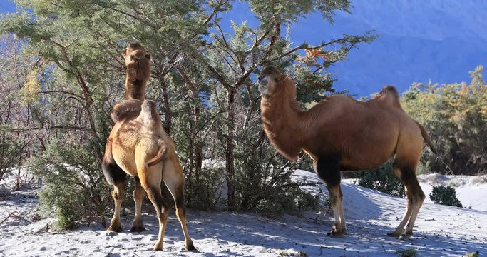 Ladakh animals and wildlife nature. Camels in Nubra Valley desert in Himalaya