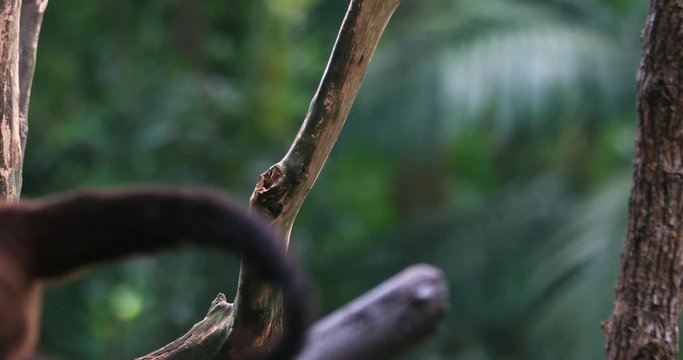 Tufted Capuchin Sapajus apella or Brown Black-capped Capuchin in jungle forest 4K animal video