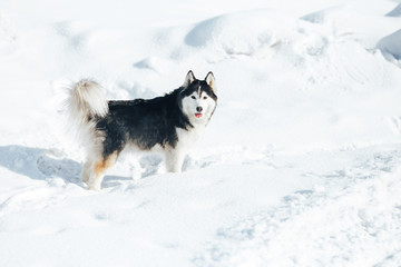 Husky dog lying in the snow. Black and white Siberian husky with blue eyes on a walk in winter park.