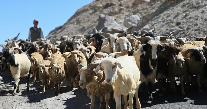 Cashmere goats and sheep on Himalayas road in high mountain pasture, north India