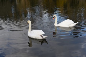 Swan in the lake
