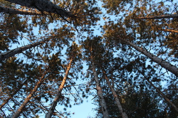 White Pine Canopy
