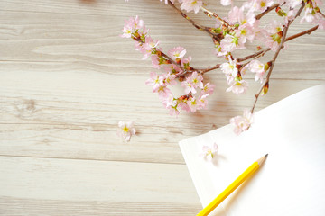 Cherry blossoms and note  サクラとノート