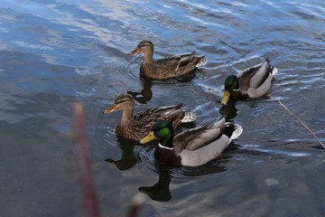 Mallard Ducks in the lake
