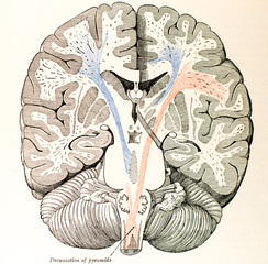 20190306 Antique Brain Medical Ilustrations circa 1896