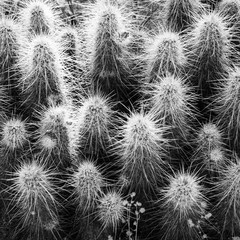 Prickly Cactus