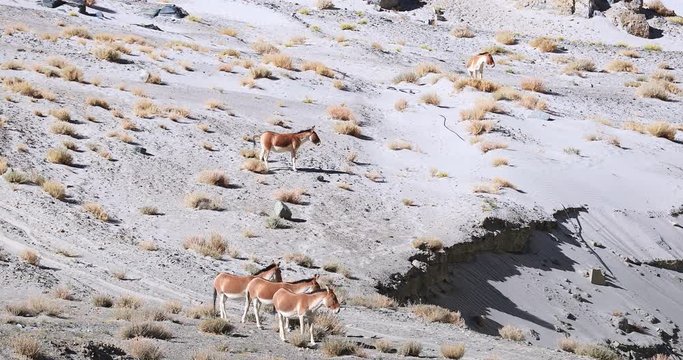 Wild animals Kiangs indigenous to Himalaya highlands. Travel to Ladakh video background