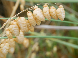 Beach grass seeds that look like grains