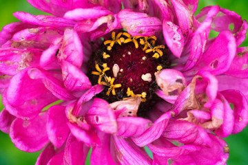 Top of Pink Flower