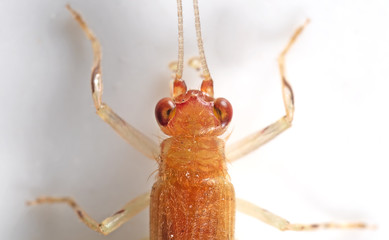 Macro Photo of Head of Cricket Isolated on White Wall