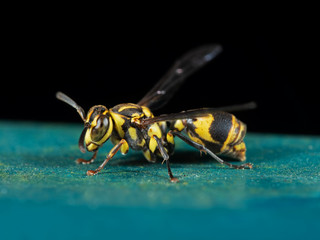 Macro Photo of Wasp on Turquoise Floor