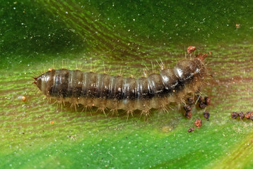 Macro Photo of Caterpillar on Green Leaf