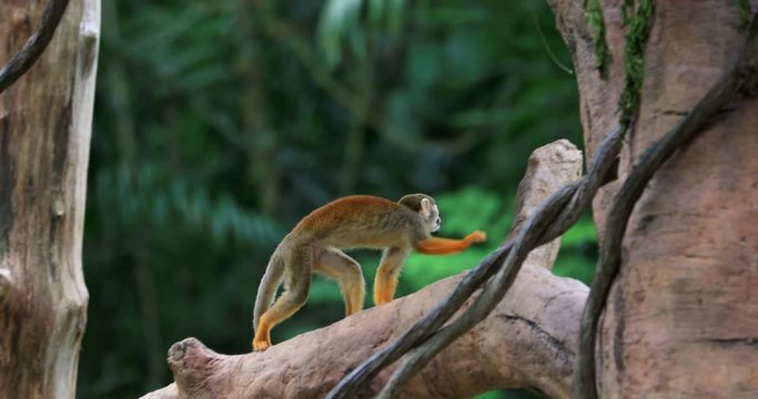 Small monkey in jungle forest