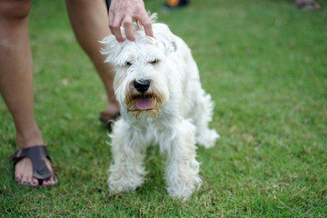 Scottish Terrier dog standing on the floor
