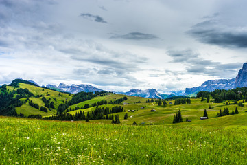 Fototapeta na wymiar Alpe di Siusi, Seiser Alm with Sassolungo Langkofel Dolomite, lush green field