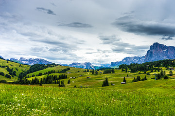 Alpe di Siusi, Seiser Alm with Sassolungo Langkofel Dolomite, lush green field