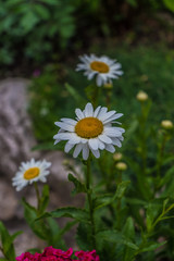 Obraz premium Alpe di Siusi, Seiser Alm with Sassolungo Langkofel Dolomite, a close up of a flower