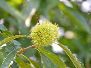 Bogue de chataîgne .