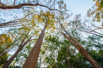 Fototapeta premium Deciduous trees start when hot.8