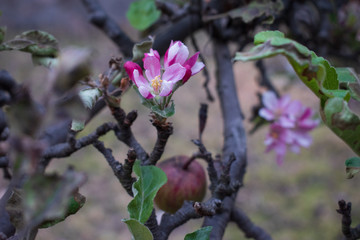 Flor de manzana