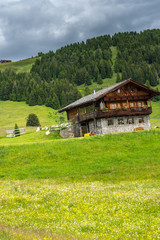 Alpe di Siusi, Seiser Alm with Sassolungo Langkofel Dolomite, a herd of sheep grazing on a lush green field