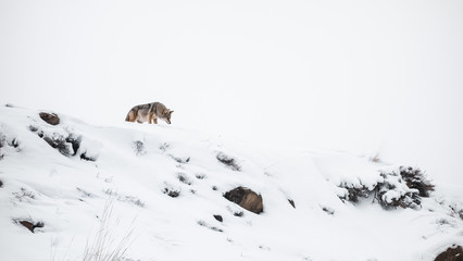 Lone wolf near yellowstone national park