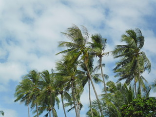 Fototapeta premium Palms