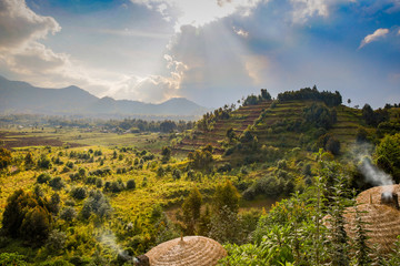 Rwanda volcanoes national park - obrazy, fototapety, plakaty