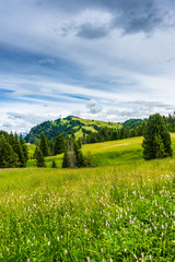 Alpe di Siusi, Seiser Alm with Sassolungo Langkofel Dolomite, a close up of a lush green field