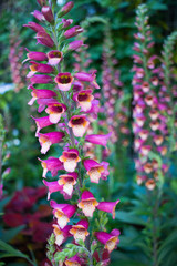 Fototapeta premium foxglove flowers in the garden
