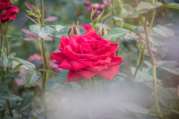 Beautiful red rose in the garden, blurred background