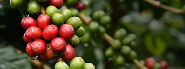 Coffee beans ripening on a tree