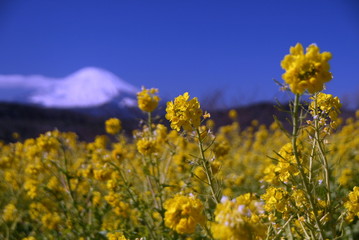 Obraz premium 吾妻山の菜の花と富士山遠景