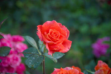 Beautiful orange rose with blurred background in the garden