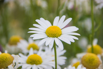 Obraz premium Beautiful chamomiles with blurred background in warm Summer day