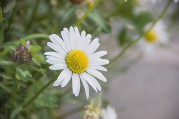 Fototapeta premium Beautiful chamomiles with blurred background in warm Summer day