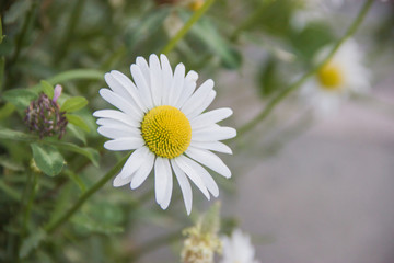 Obraz premium Beautiful chamomiles with blurred background in warm Summer day