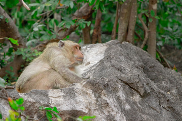Wild Macaque on a rock in a national park