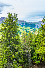Obraz premium Alpe di Siusi, Seiser Alm with Sassolungo Langkofel Dolomite, a large tree in a forest