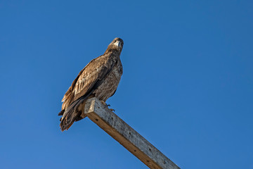 BIrd juvenile bald eagle