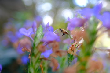 Flying bee working around purple flower in the garden 