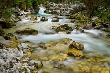 Cold alpine Lepenica river in Spring at Sunikov Vodni Gaj Nature Preserve in Triglav National Park Julian Alps Lepena Valley Slovenia - obrazy, fototapety, plakaty