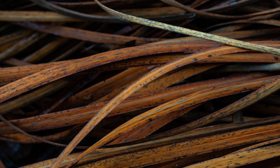 Withered leaves of a spider plant