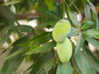 Closeup of hanging Mangoes from mango farm, agricultural in Yasothon, Thailand.