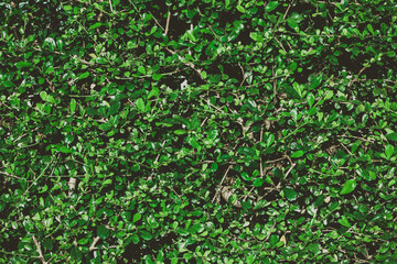 Summer tropical background. Beautiful plants in the garden.