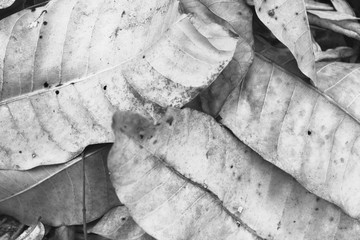 Leaves Dry leaf White and black photo texture background.