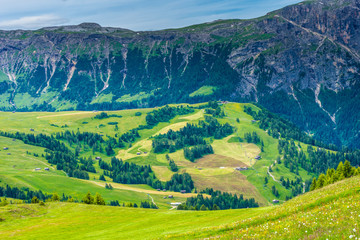 Alpe di Siusi, Seiser Alm with Sassolungo Langkofel Dolomite, a herd of cattle grazing on a lush green hillside