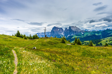 Alpe di Siusi, Seiser Alm with Sassolungo Langkofel Dolomite, a large green field with a mountain...