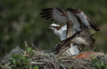 Fototapeta premium Osprey Mating 
