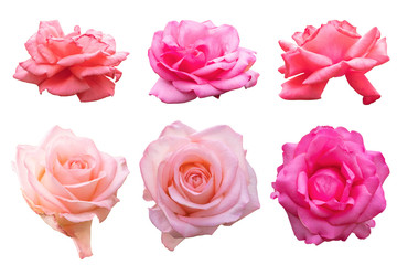 Blurred for Background.Pink rose isolated on the white background. Photo with clipping path.